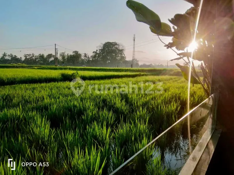 For Rent Villa Rice Field View Bud Gianyar 2 Bedroom N The Middle Of A Large Rice Field, Rice Field View Sayan 10 Menutes From Central Ubud Gianyar, Mongkey Forest Dikontrakkan Villa di Ubud 12 Menit - Real Estate in Bali