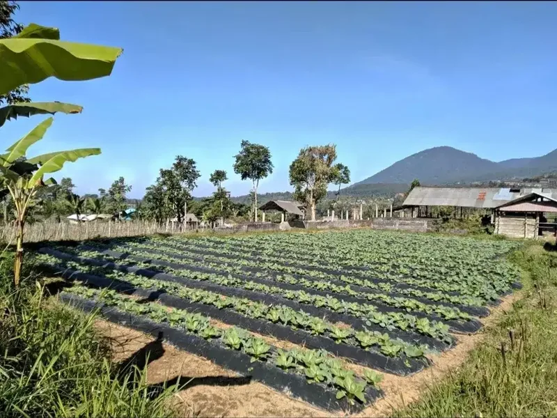 Tanah kebun view lembah dan gunung di Baturiti dekat Bedugul Bali - Real Estate in Bali