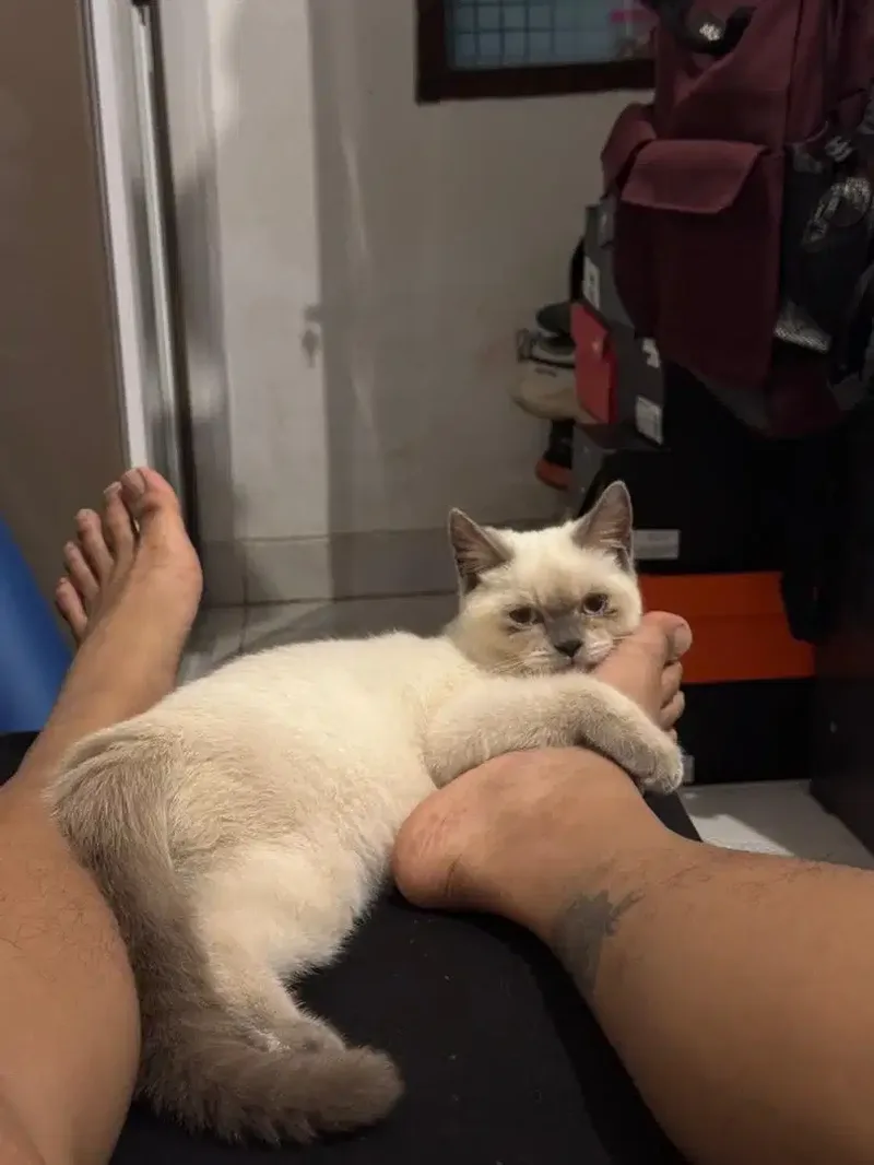 Kucing SF 1thn Jantan - Other in Bali