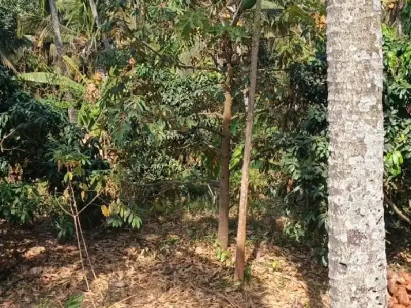 TANAH DI KUBUTAMBAHAN BULELENG - Real Estate in Bali