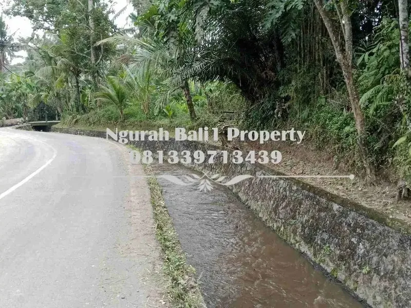 Disewakanl Tanah Murah Luas 60  Are Pemandangan Hutan di Ubud Pejeng - Real Estate in Bali