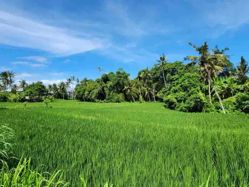 Tanah Kavling View Sawah, Lokasi Strategis, @Pering, Blahbatuh, Gianyar dekat Denpasar & Sanur - Real Estate in Bali