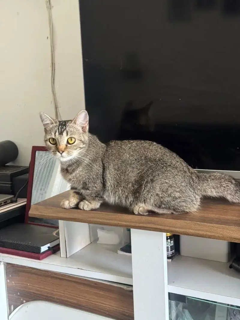 Kucing Munchkin Betina - Other in Bali