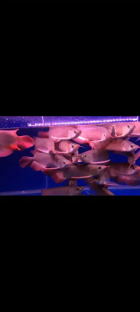 Arwana / Arowana Super Red Kalimantan 28-30CM - Other in Bali