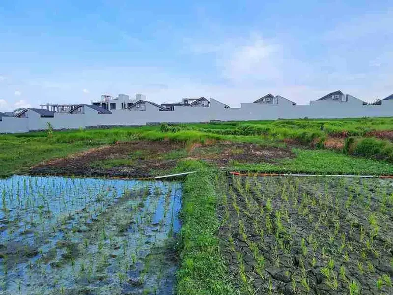 Tanah Murah Dekat Pantai Seseh dengan View Sawah - Real Estate in Bali
