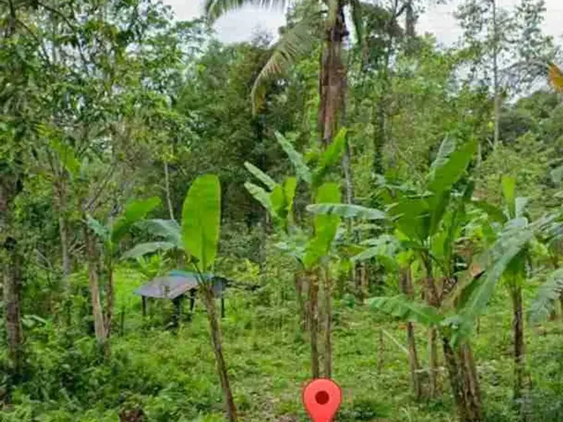 Tanah View Tebing Jungle di Tukad Penet Petang Badung - Bali in Bali