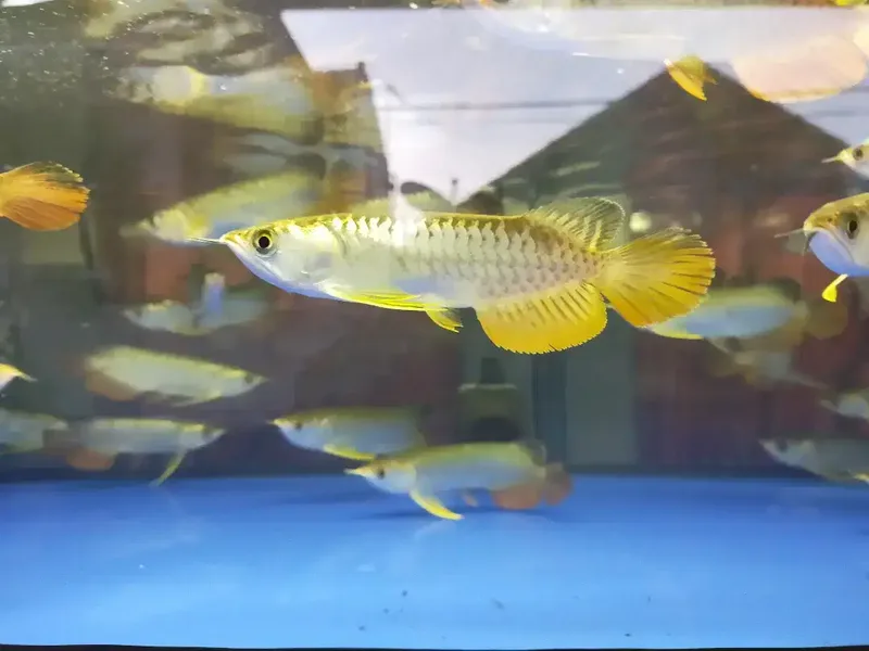 Arwana / Arowana Golden Red Riau 18-20CM - Other in Bali