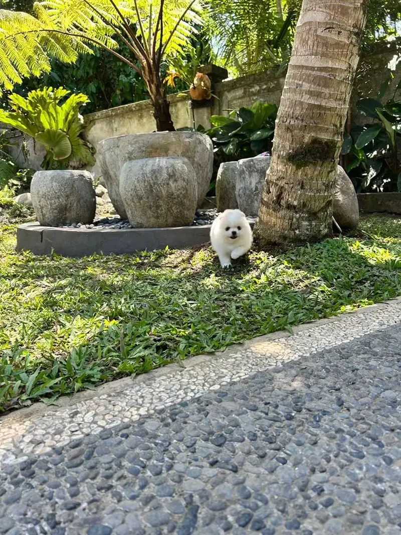 Minipom jantan cakep - Other in Bali