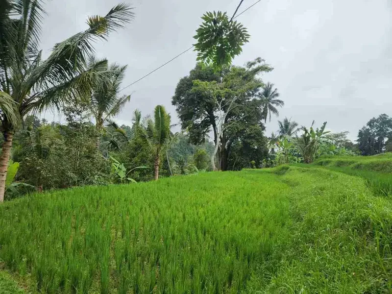 Tanah Cantik View Terasering Sawah Nuansa Bali Asri di Penebel - Bali in Bali