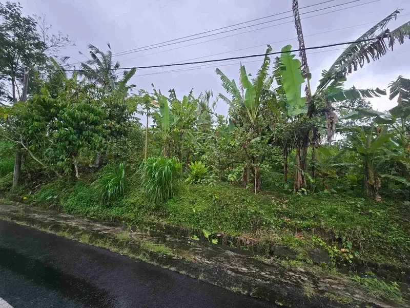 DIJUAL TANAH DATAR JAMBU KRISTAL DI TABANAN BALI - Real Estate in Bali