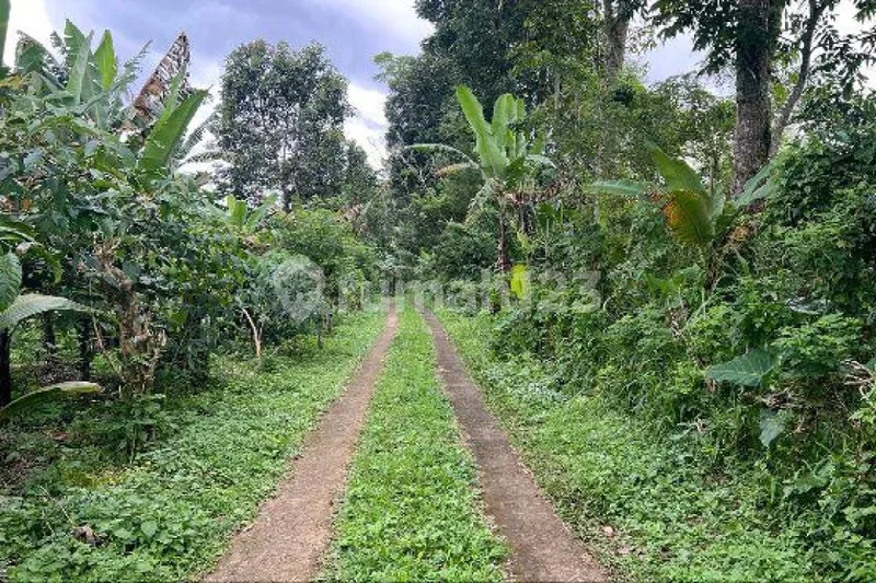Jual Tanah Dekat Pegunungan Sejuk Di Tabanan Bali - Bali in Bali