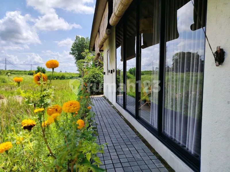 2For Rent Villa Rice Field View Strategis 15 Menutes From Mongkey Forest Center Ubud Bali Indonesia 10 Menutes Mongkey Forest Ubud Very Quit Gtext With Your Camerathe Villa Is In The Middle Of A - Real Estate in Bali