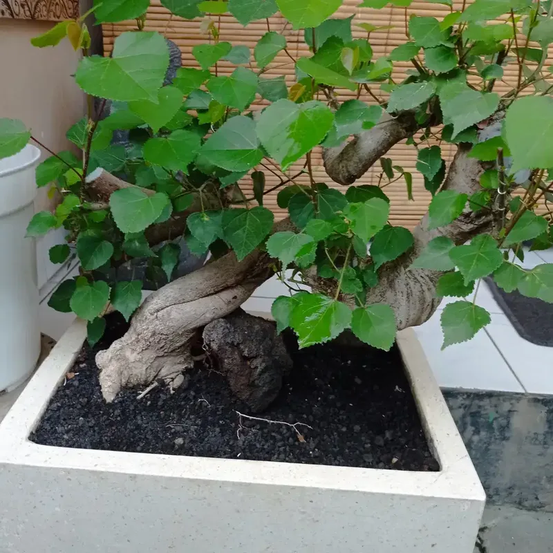 BAHAN BONSAI WARU - Other in Bali