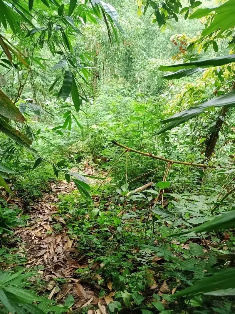 Tanah Lokasi Dekat Air Panas Belulang Penebel - Bali in Bali