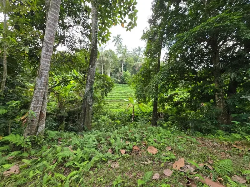 Dijual tanah dengan  sungai view sawah terasering bali - Real Estate in Bali