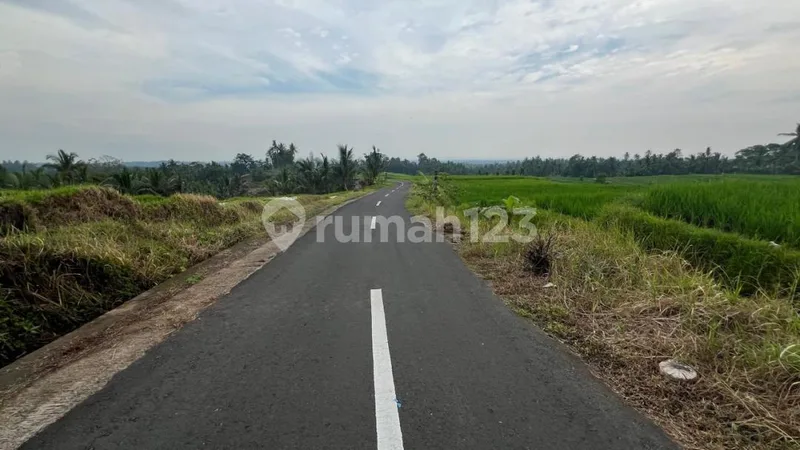 Jual Tanah Sawah Produktif untuk Investasi yang Menguntungkan. - Bali in Bali