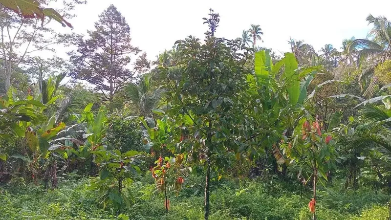 Dijual tanah kebun murah los sungai kecil - Bali in Bali