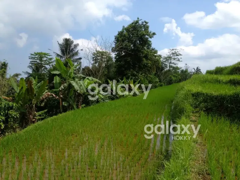 DIJUAL TANAH BR PAKA SANDA PUPUAN TABANAN, BALI - Real Estate in Bali