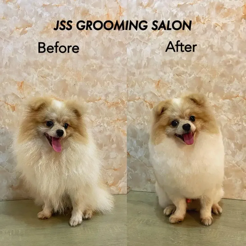 Jss grooming salon anjing - Other in Bali