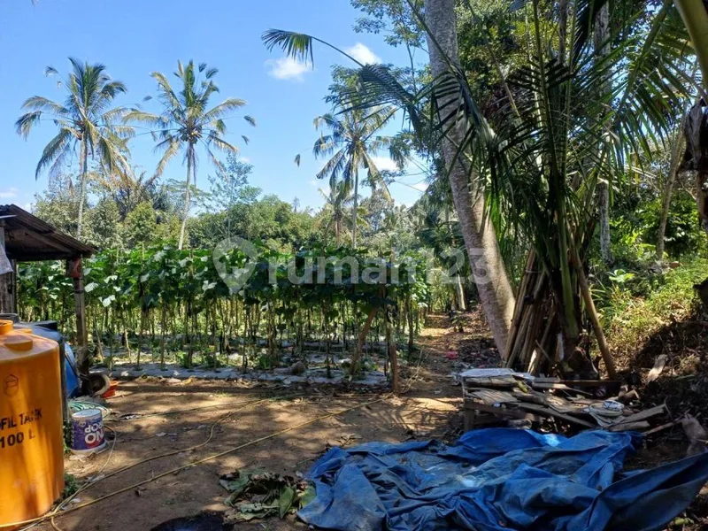 Di Jual Tanah Murah dan Strategis di Tegalalang - Real Estate in Bali