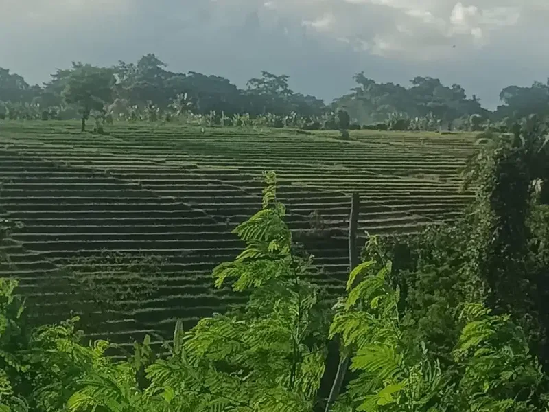 Tanah view sawah Greenlot munggu - Bali in Bali