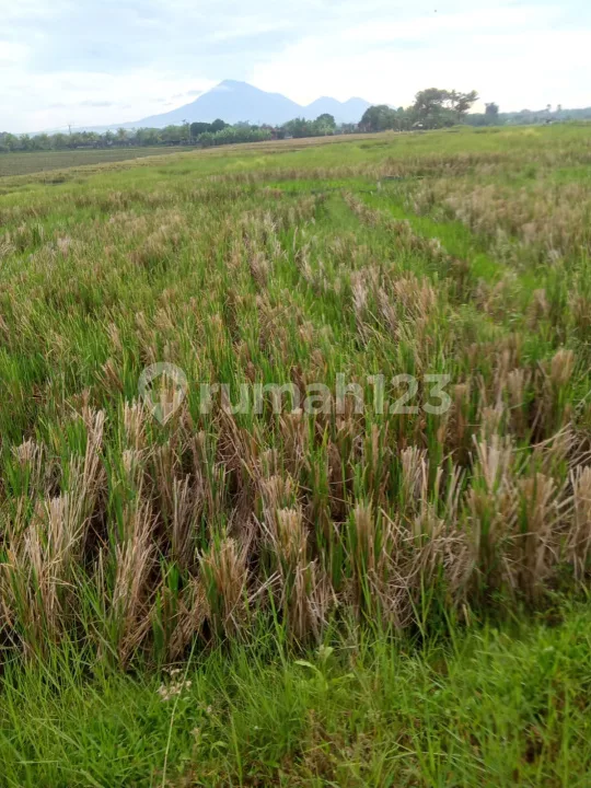 Tanah SHM 2.350 M² Selemadeg - Cocok Villa & Investasi - Bali in Bali