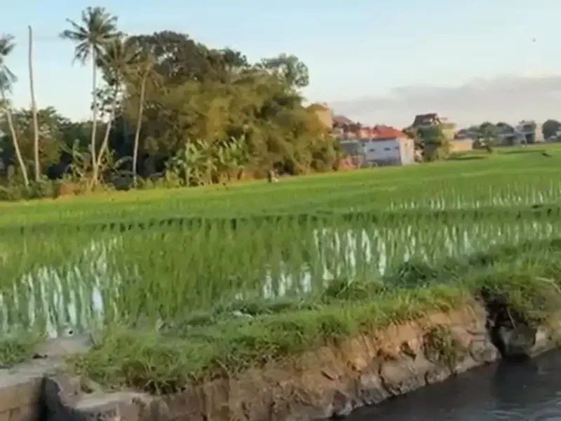 Rumah Cantik View sawah abianbase dalung badung bali - Real Estate in Bali