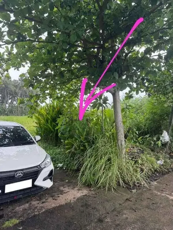 Tanah di Wanasari Bongan Tabanan - Bali in Bali