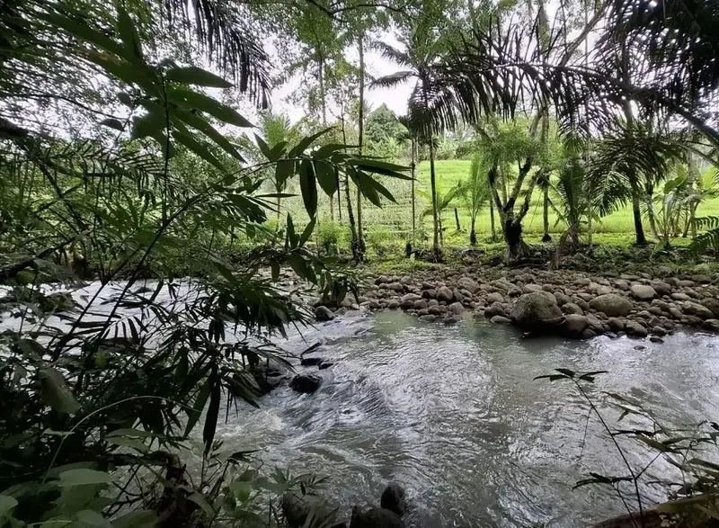 Dijual tanah kebun los sungai dengan view sawah terasering - Real Estate in Bali