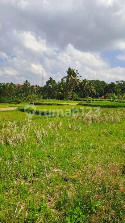 Jual tanah ubud payangan - Real Estate in Bali