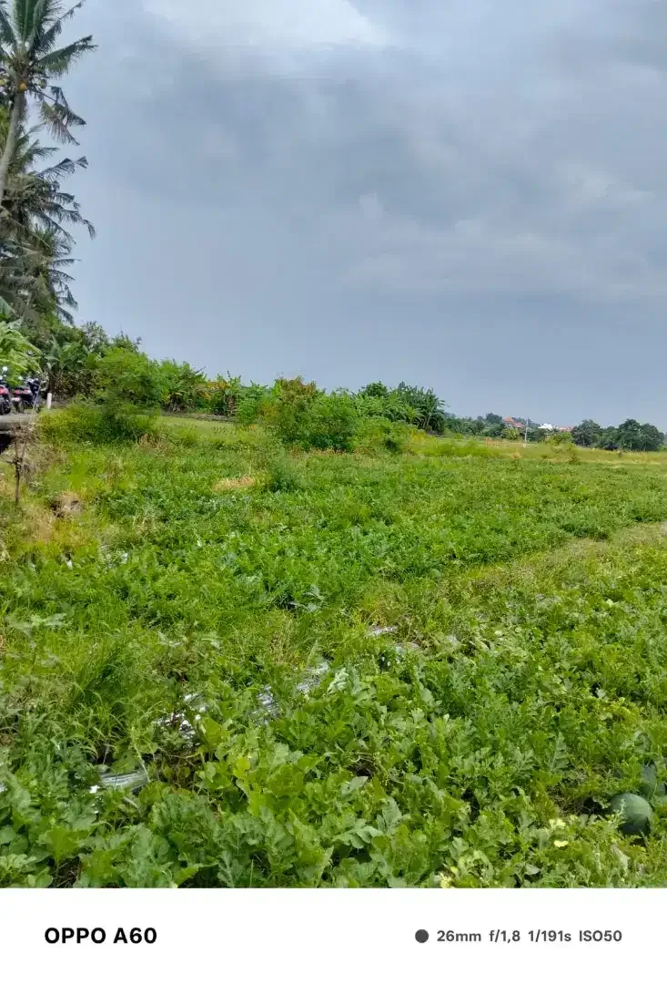 Ciputra Beach Resort Tanah Lot - Bali in Bali