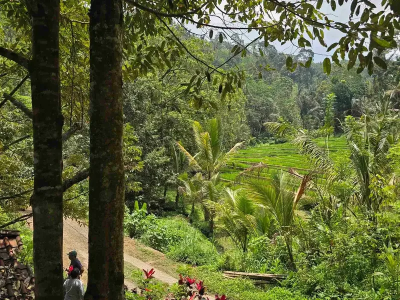 mata air tanah murah di selemadeg tabanan bali - Bali in Bali