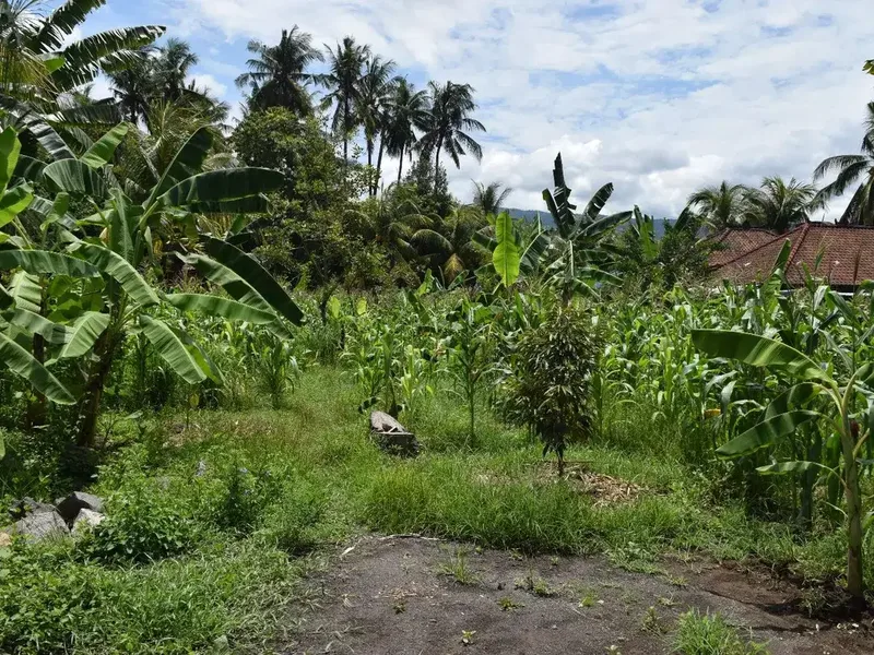 Dijual Tanah di Buleleng Dekat Pantai Lovina - Real Estate in Bali