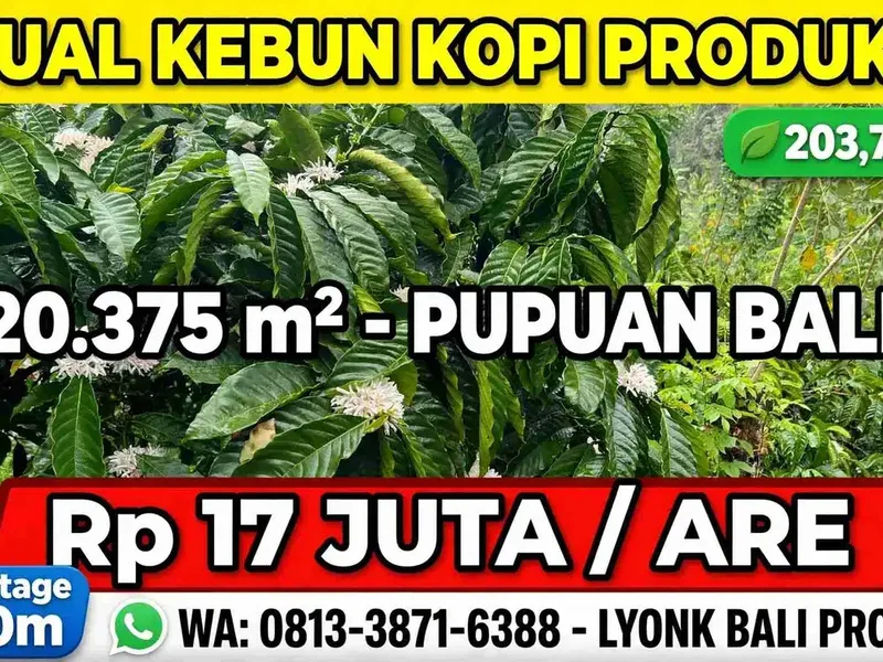 Dijual kebun kopi produktif siap panen harga murah view bagus di tabanan bali - Real Estate in Bali