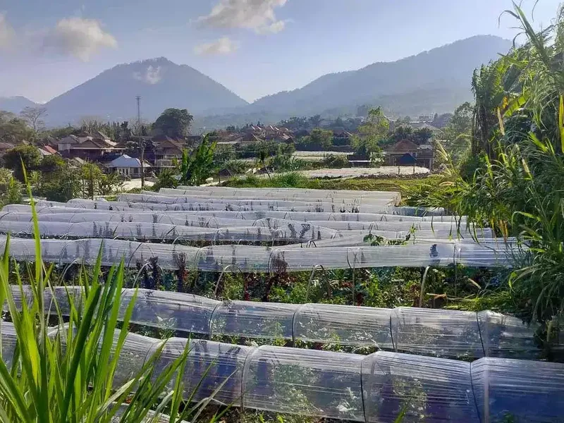 Dijual tanah dikawasan pariwisata Bedugul - Bali in Bali