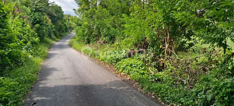 Jual Tanah Kebun Los Sungai Kontur Datar Dekat Jalan Utama,Di Tabanan Bali. - Bali in Bali