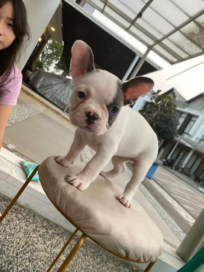French Bulldog (Pied) - Other in Bali