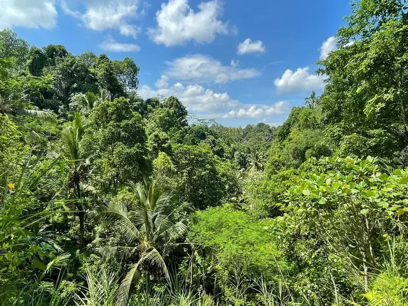Leasehold land 8857 Sqm In Great Location Ubud - Real Estate in Bali