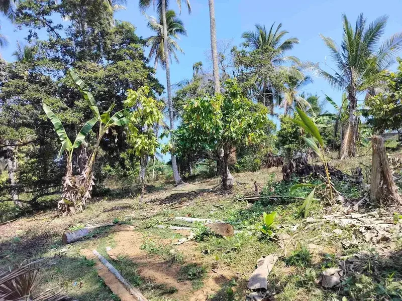 jual tanah 98 are harga 20 jt/ are.lok bonian selemadeg barat - Bali in Bali