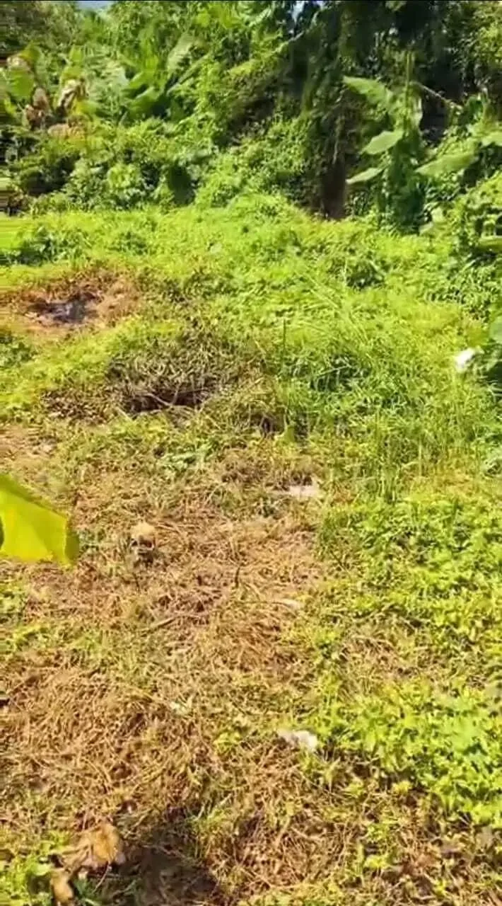 Tanah Los Sungai Lingkungan Resort di Tegallalang Gianyar Bali - Real Estate in Bali