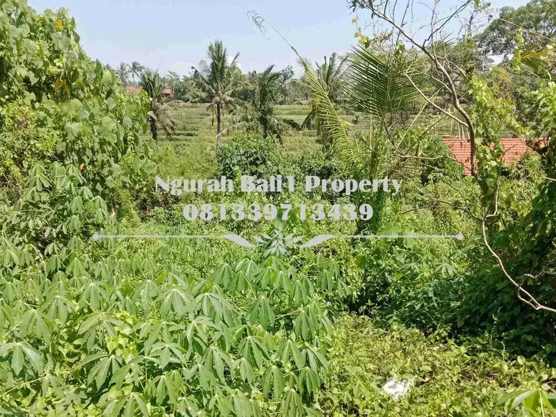 Tanah Dijual Murah Luas 8 Are View Sawah Kawasan Villa di Mas Ubud - Bali in Bali