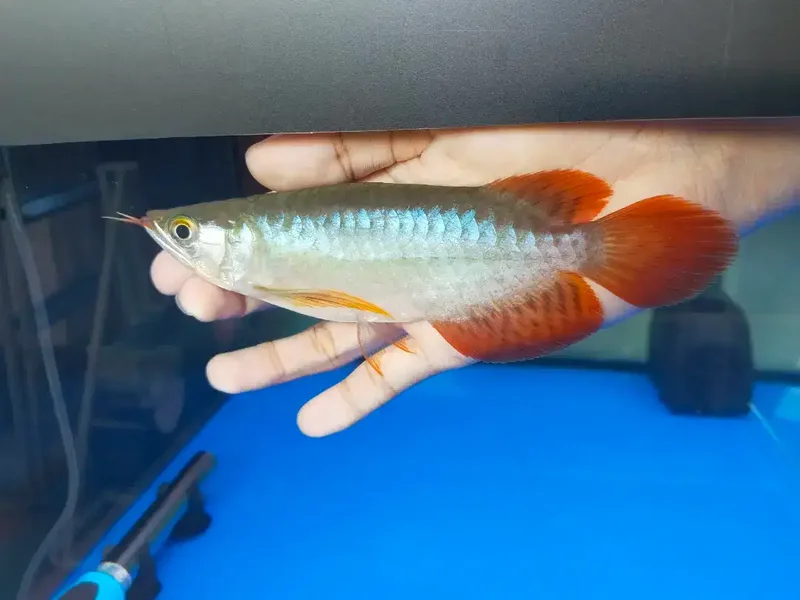 Arwana / Arowana Super Red Short Body Kalimantan - Other in Bali