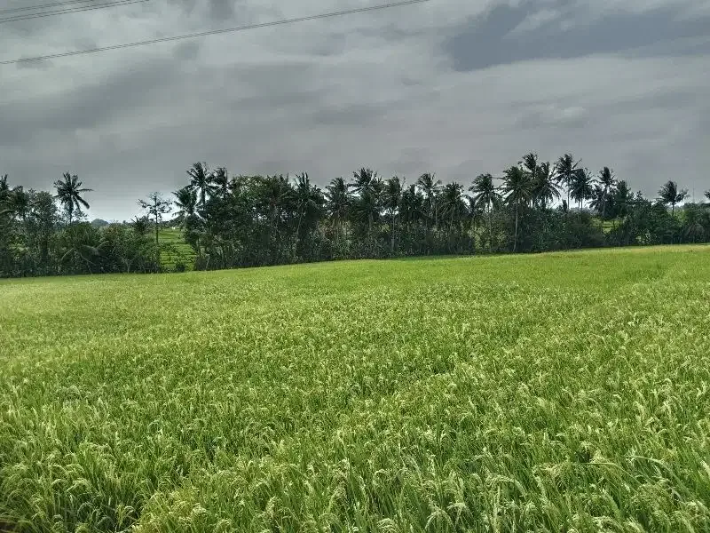 Tanah Lokasi Kaba-Kabar View Sawah Lingkungan Nyaman - Real Estate in Bali
