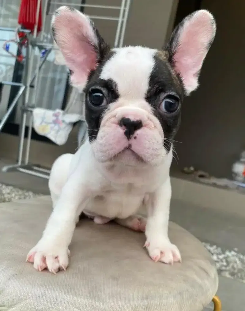 Pied French Bulldog - Other in Bali
