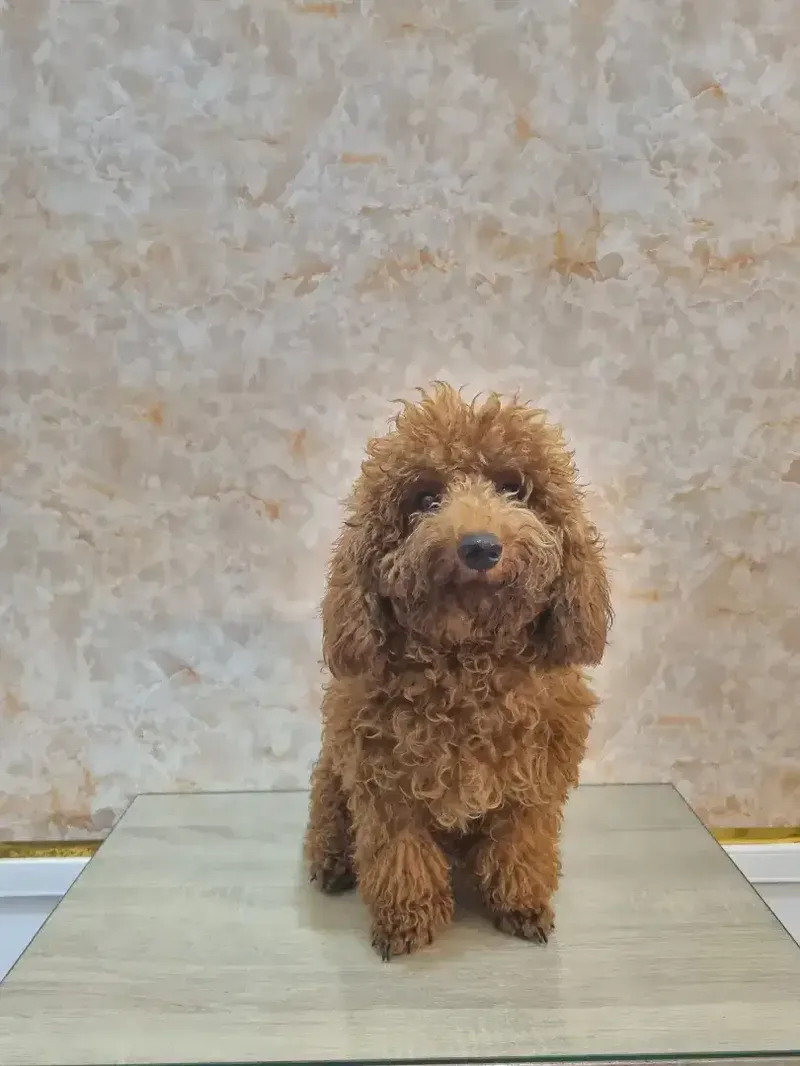 Grooming anjing profesional - Other in Bali