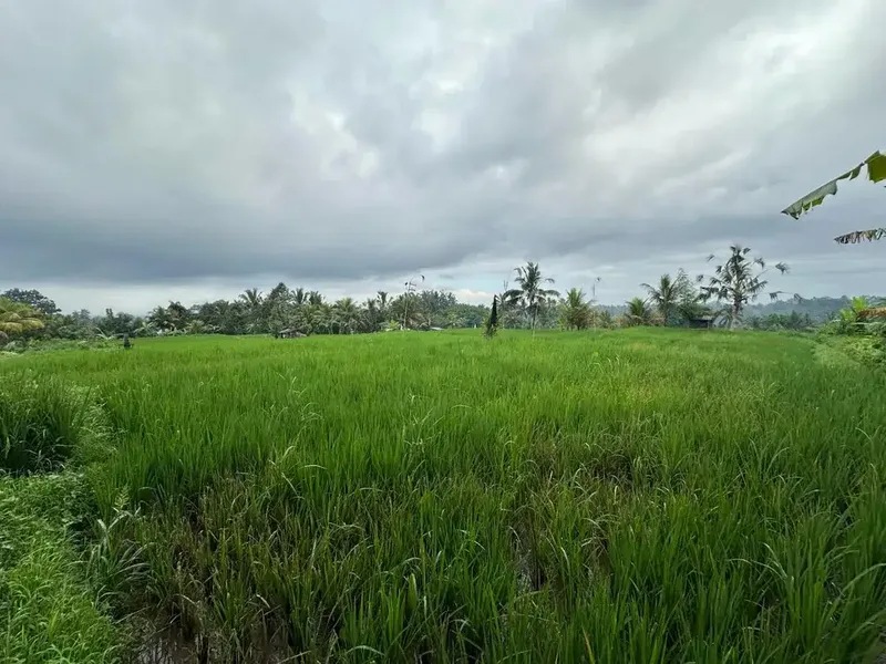 DIJUAL – Tanah Premium di Tegalalang dengan View Sawah & Pegunungan - Bali in Bali