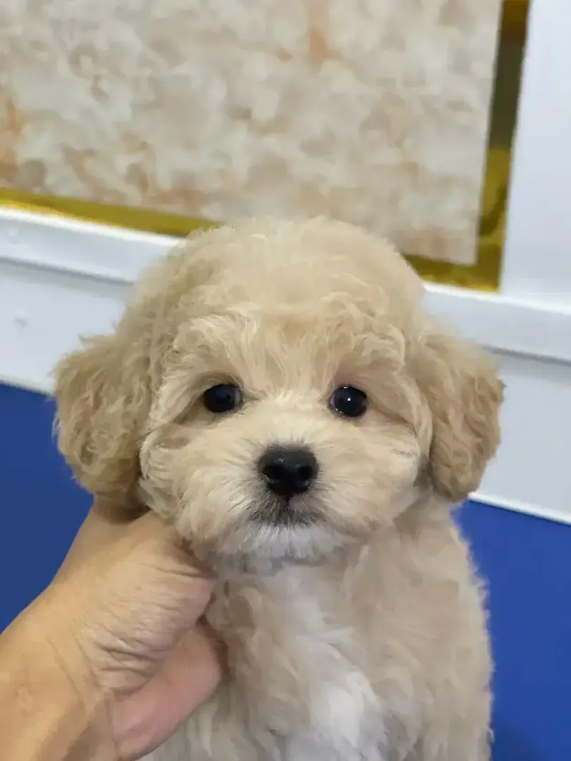 Pet grooming only dog - Other in Bali