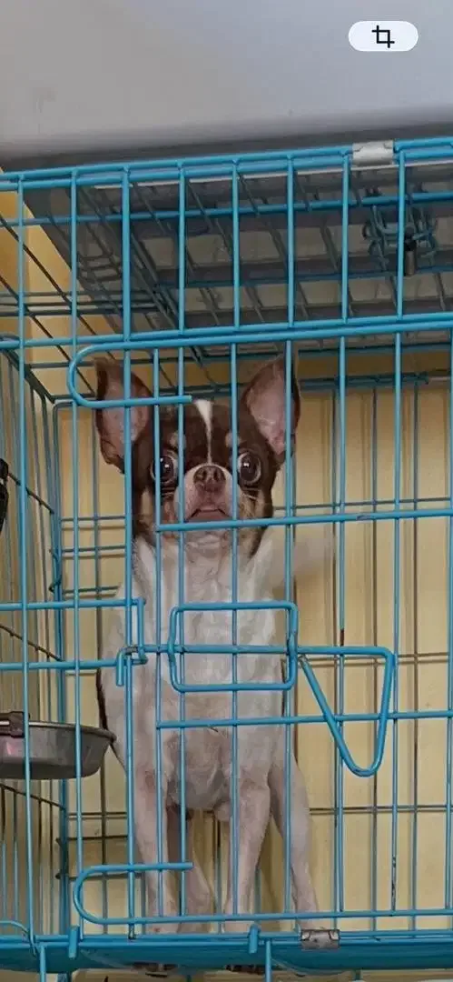 Chihuahua Betina Dewasa - Other in Bali