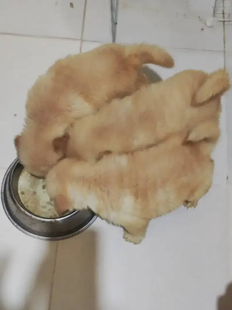 Puppy Golden Retriever Big Bone 7 bln - Other in Bali