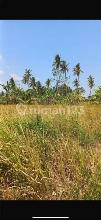 Tanah Lodtunduh Termurah Zona Kuning Cocok Villa - Real Estate in Bali